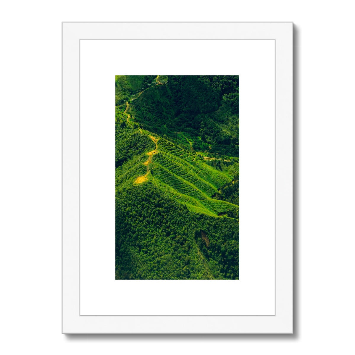 Coffee fields of Colombia Framed & Mounted Print